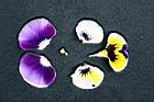 三色菫-花瓣1.jpg