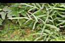 二型鳳尾蕨-繁殖葉02.JPG