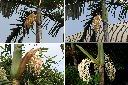 亞力山大椰子-花序1.jpg