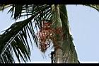 亞力山大椰子-紅實08.jpg