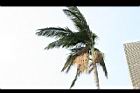 亞力山大椰子-花序01.jpg