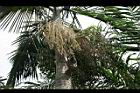 亞力山大椰子-花序06.jpg