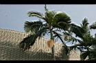 亞力山大椰子-葉形06.jpg