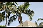 亞力山大椰子-葉形08.jpg