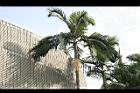 亞力山大椰子-葉形09.jpg