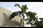 亞力山大椰子-葉形10.jpg