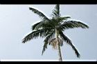 亞力山大椰子-葉形11.jpg