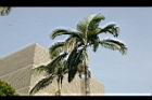亞力山大椰子-葉形12.jpg