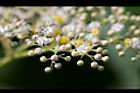 冇骨消-花19.jpg