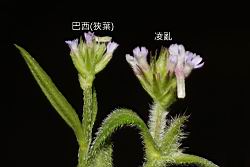 凌亂馬鞭草-花序49.JPG