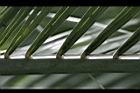 凍子椰子-葉脊4.jpg