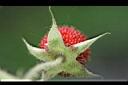刺莓-果-萼.jpg
