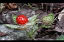 刺萼寒莓-實2.jpg