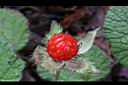 刺萼寒莓-實4.jpg