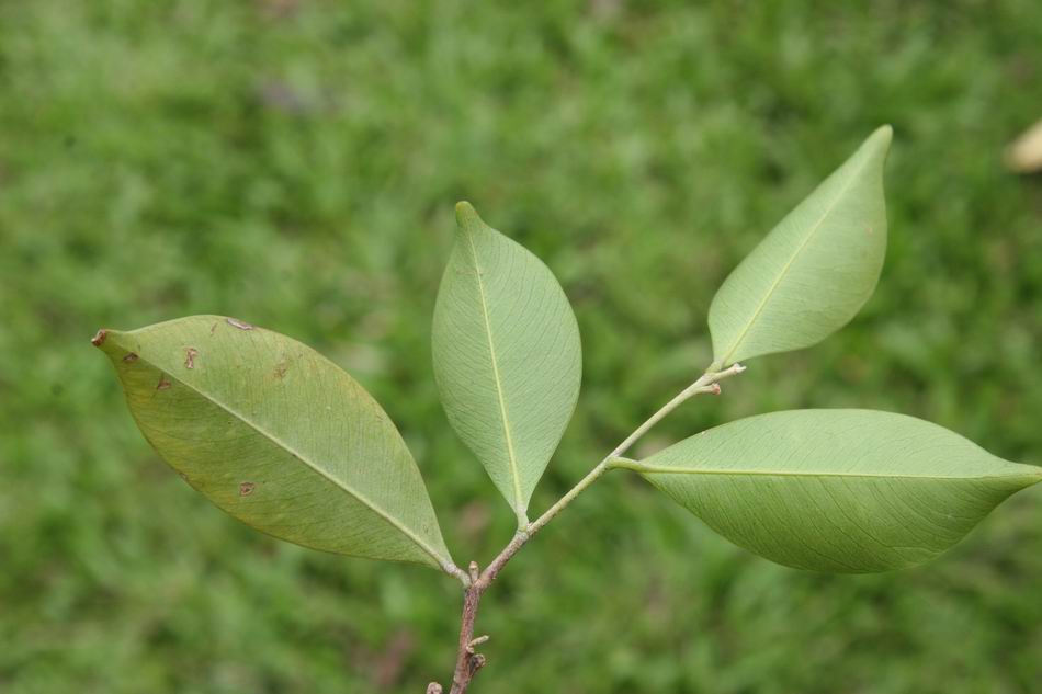 Leaf identification, Plant leaves, Leaves