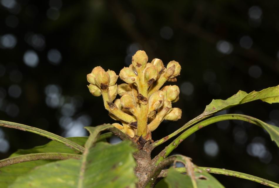 台灣枇杷 花1