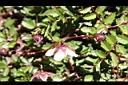 台灣莓-花萼07.JPG