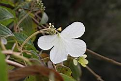 台灣蝴蝶花-不孕花00.JPG