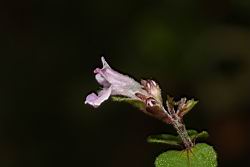 台灣野薄荷-花25.JPG