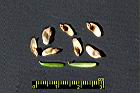 台灣鐵杉-種子28.JPG