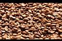 咖啡-豆15.JPG