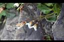 喜岩菫菜-花萼0.JPG