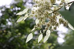 圓葉鑽地風-花序19.JPG