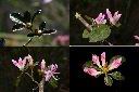 南澳杜鵑-花苞1.jpg