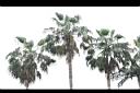 壯幹棕櫚24.jpg