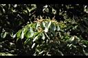 大葉石櫟-花19.JPG