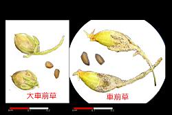 大-車前草-實01.jpg