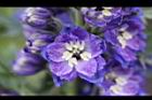 大飛燕草-紫花0.jpg