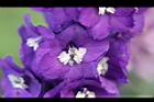 大飛燕草-紫花2.jpg