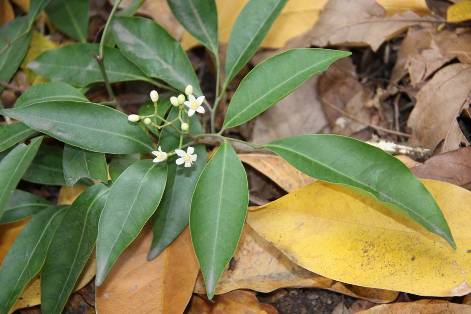 小山橘 花 實