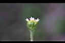小米菊-花萼0.jpg