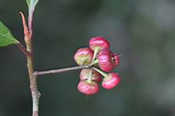 小葉樹杞-紅實3.jpg