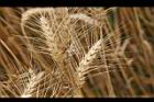 小麥-麥穗66.jpg