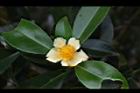 武威山茶-花00.JPG