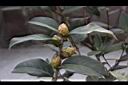 滇山茶-花苞06.JPG