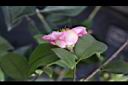 玫瑰連蕊茶-花萼0.JPG