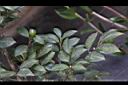 細葉山茶-幼實01.JPG
