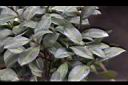 細葉山茶-葉05.JPG