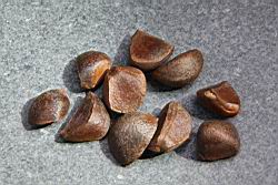 越南油茶-種子02.JPG