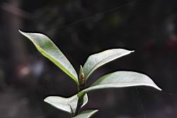 越南油茶-葉04.JPG