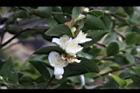 阿里山茶-花03.JPG