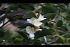 阿里山茶-花04.JPG