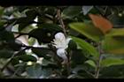阿里山茶-花06.JPG