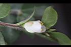 阿里山茶-花08.JPG