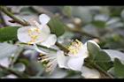 阿里山茶-花14.JPG