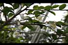 阿里山茶-花20.JPG